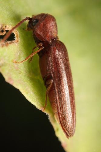 Rhacopus sahlbergi
